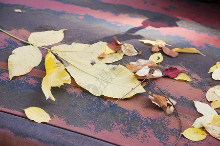 落在红色皮卡车头盖上的秋叶图片