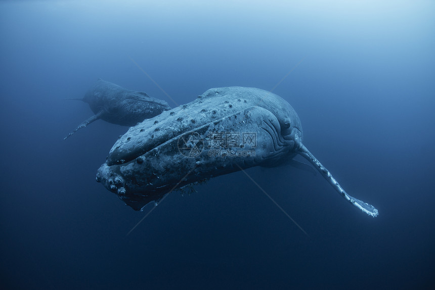墨西哥海底的座头鲸图片