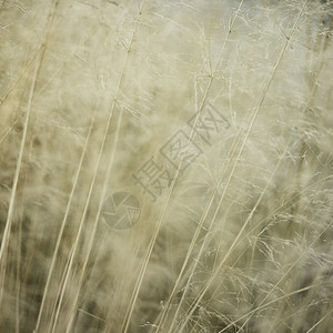 长草在微风中移动的细节背景图片