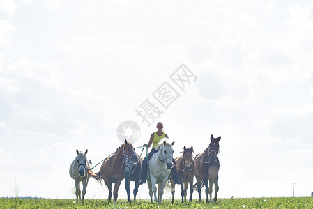 骑着马的女人带着五匹马动物主题高清图片素材