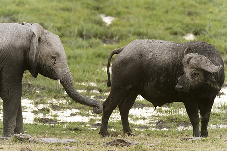 肯尼亚安博塞利国家公园的大象和水牛图片