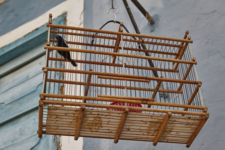 古巴挂在屋外鸟笼里的鸟图片