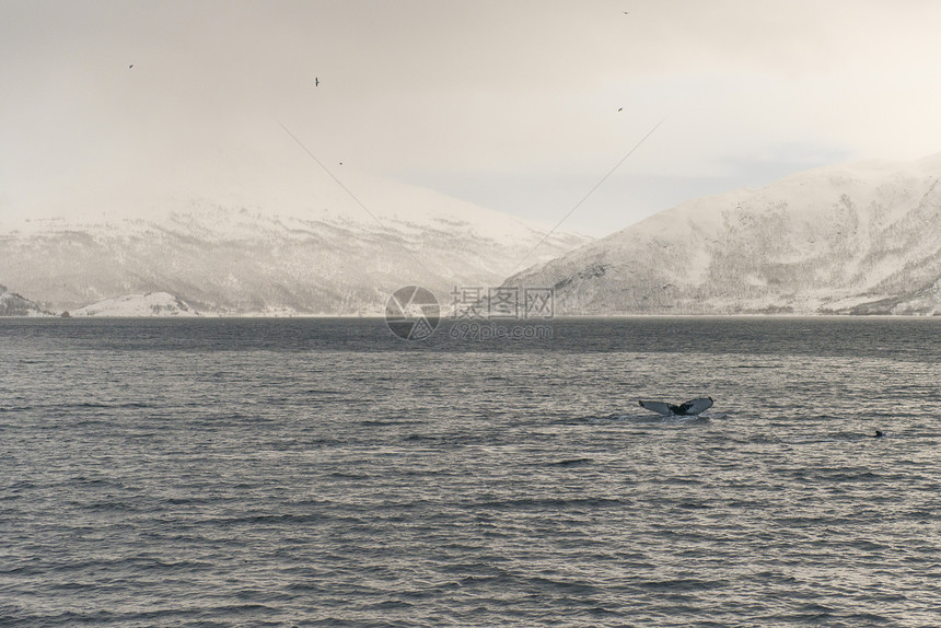 海面上的座头鲸图片