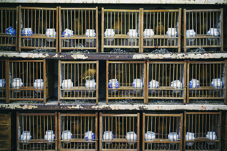 鸟笼里的鸟上海花鸟市场背景图片