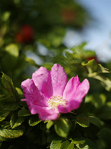 花园灌木上的粉红色蔷薇花图片