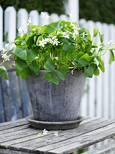 白色花的盆栽植物图片