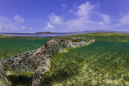 水下拍摄墨西哥钦索罗班克斯海面鳄鱼图片