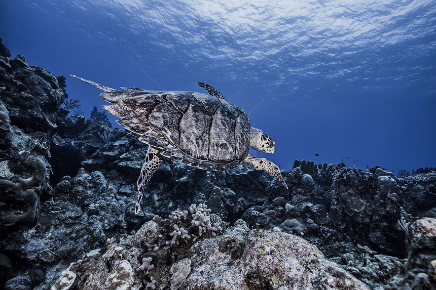 霍克斯比海龟在科祖梅尔珊瑚上游图片