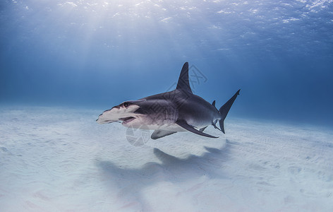 在海底的大锤头鲨鱼背景图片