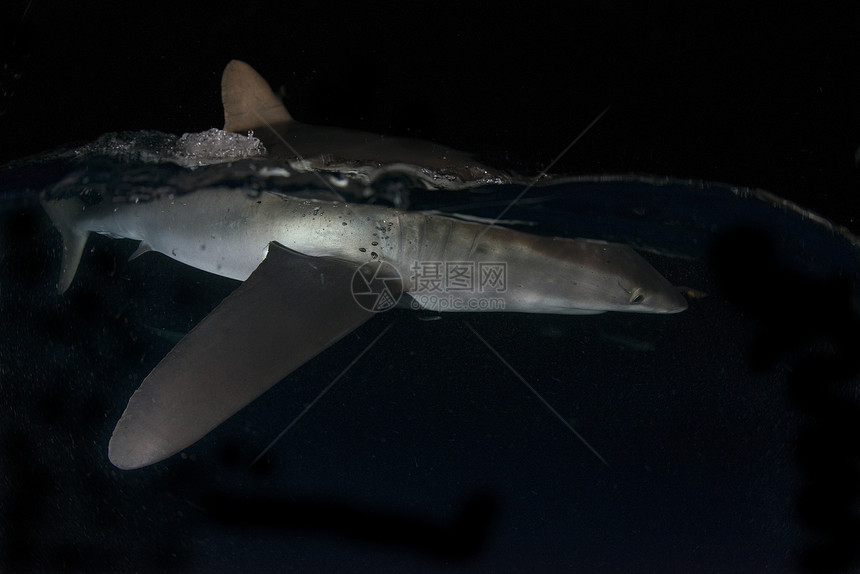 墨西哥科里马市圣本尼迪克托市雷维拉吉杰多市黑暗中水面上的丝状鲨鱼被船上的灯光吸引图片