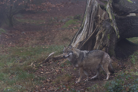 德国巴伐利亚州巴伐利亚森林公园的灰狼图片