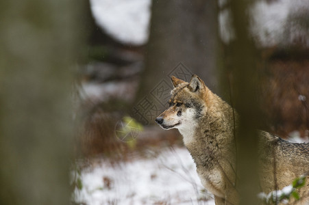 德国巴伐利亚州巴伐利亚雪林森林公园的灰狼图片