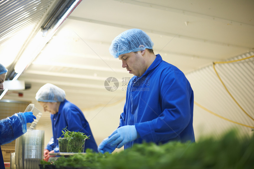 生产线上身着理发网包装蔬菜的工人图片