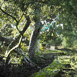 园圃里的树木和绿石背景图片