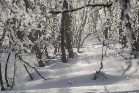 瑞典阿比斯科的雪景图片