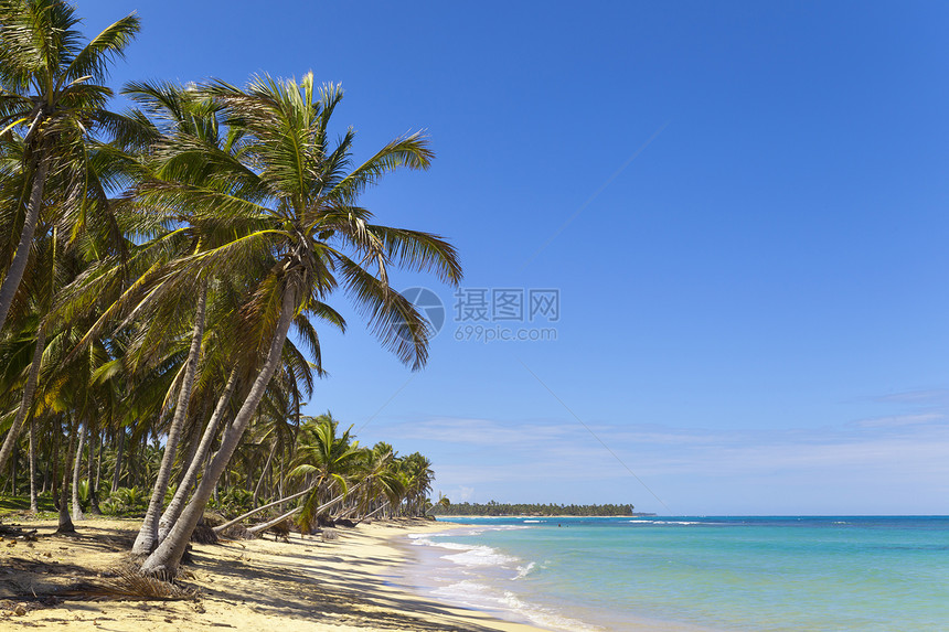 多米尼加勒比海滩上的棕榈树图片