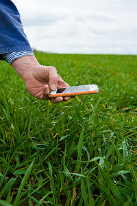 农民用手机上拍摄田地作物的手图片