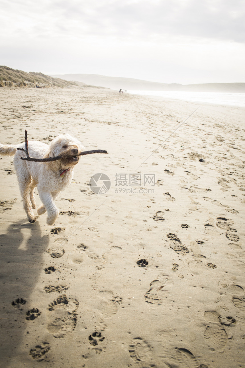 美国加利福尼亚州迪伦海滩上钓到棍棒的可爱狗图片