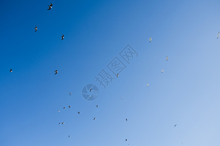 鸟群在蓝天飞翔图片