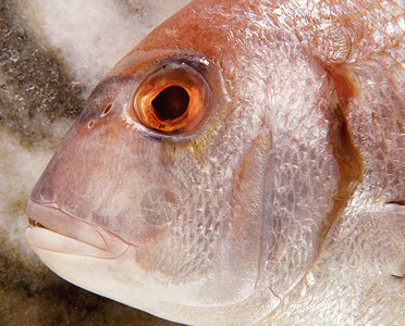 海鲷鱼头的特写图片