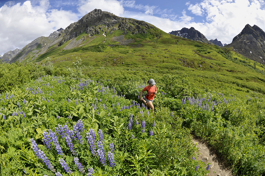 在美国阿拉斯加州哈彻山口附近的塔基特纳山脉的卢平山上一名妇女在跑步图片