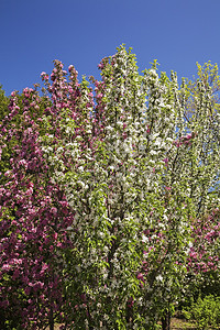 开白色和粉色花的苹果树图片