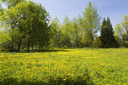 绿草地上的蒲公英和绿树图片