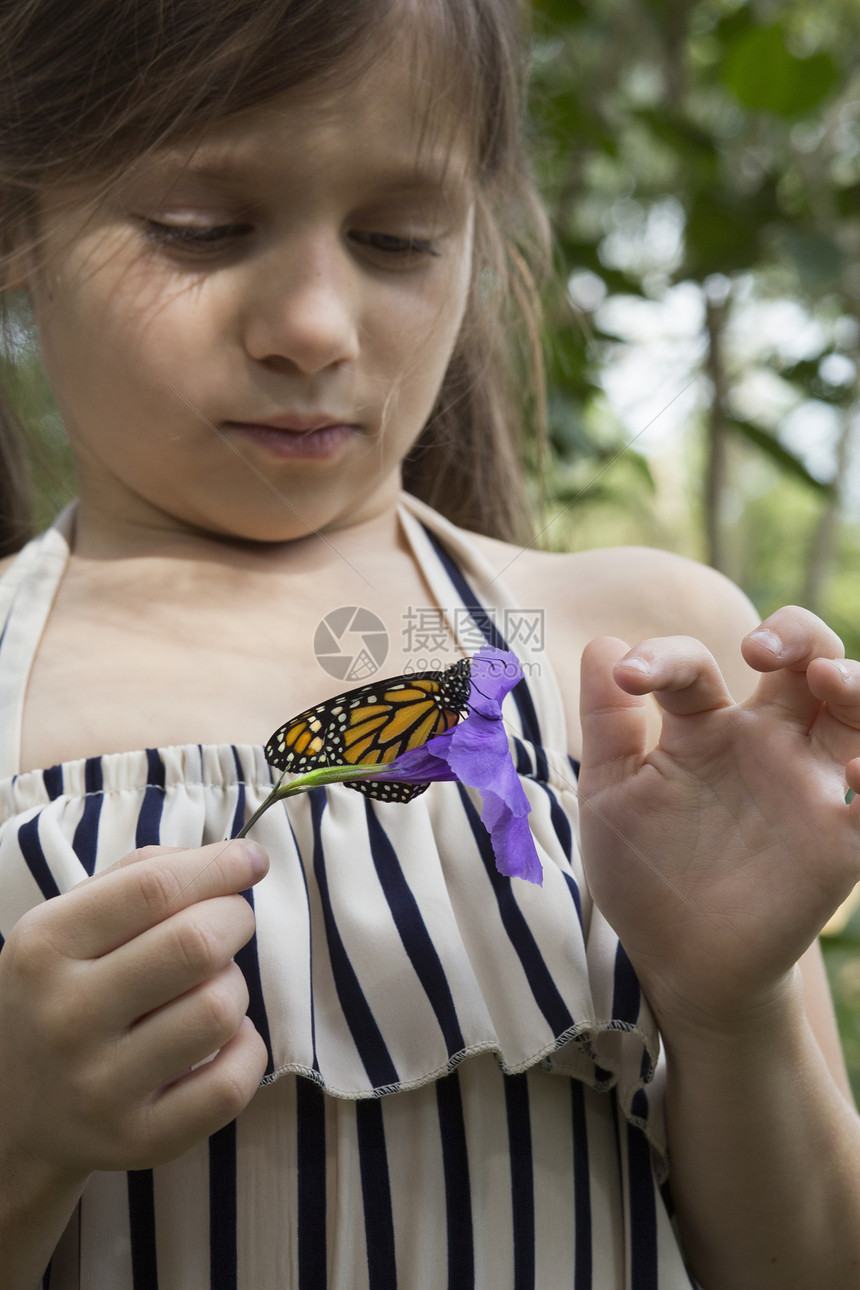 蝴蝶停留在小女孩手上的花朵上图片