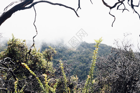 森林和迷雾的景观图片
