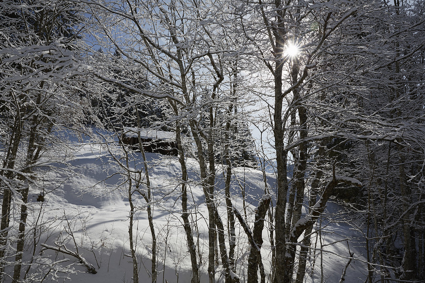 在雪覆盖的地貌景观上通过木小屋的树观察德国巴伐利亚州埃尔莫图片