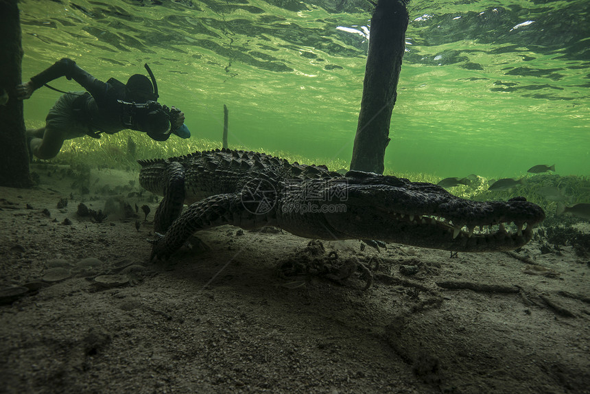 水下摄影师在墨西哥ChinchorroBanks的海底追逐美洲鳄鱼Crocodylusacuterus图片
