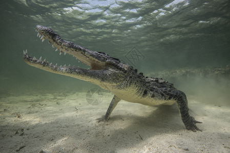 墨西哥海底的美洲领土鳄鱼高清图片