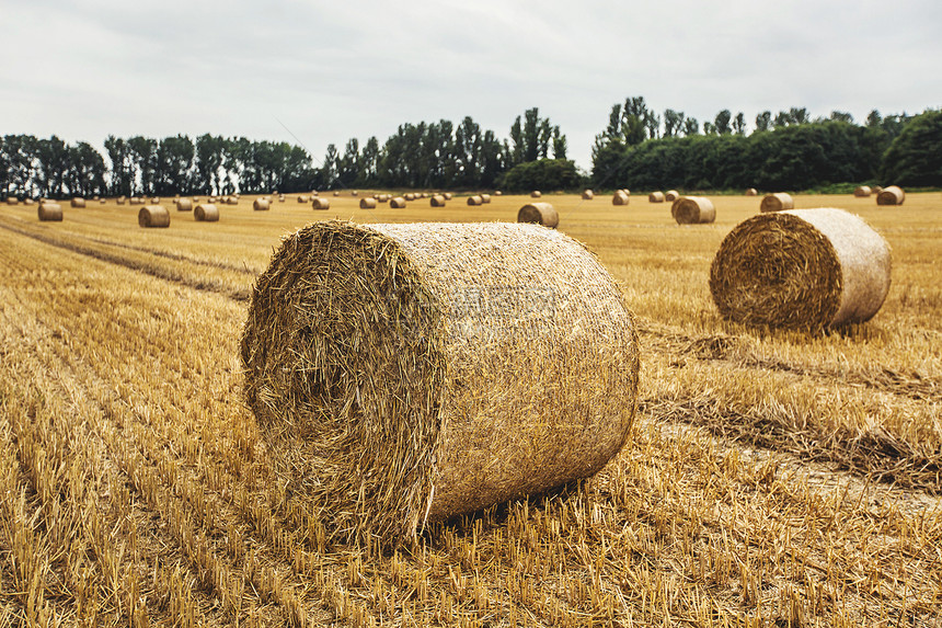 田地布满稻草吉林汉姆肯特英格兰图片