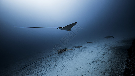 海底的海洋生物图片