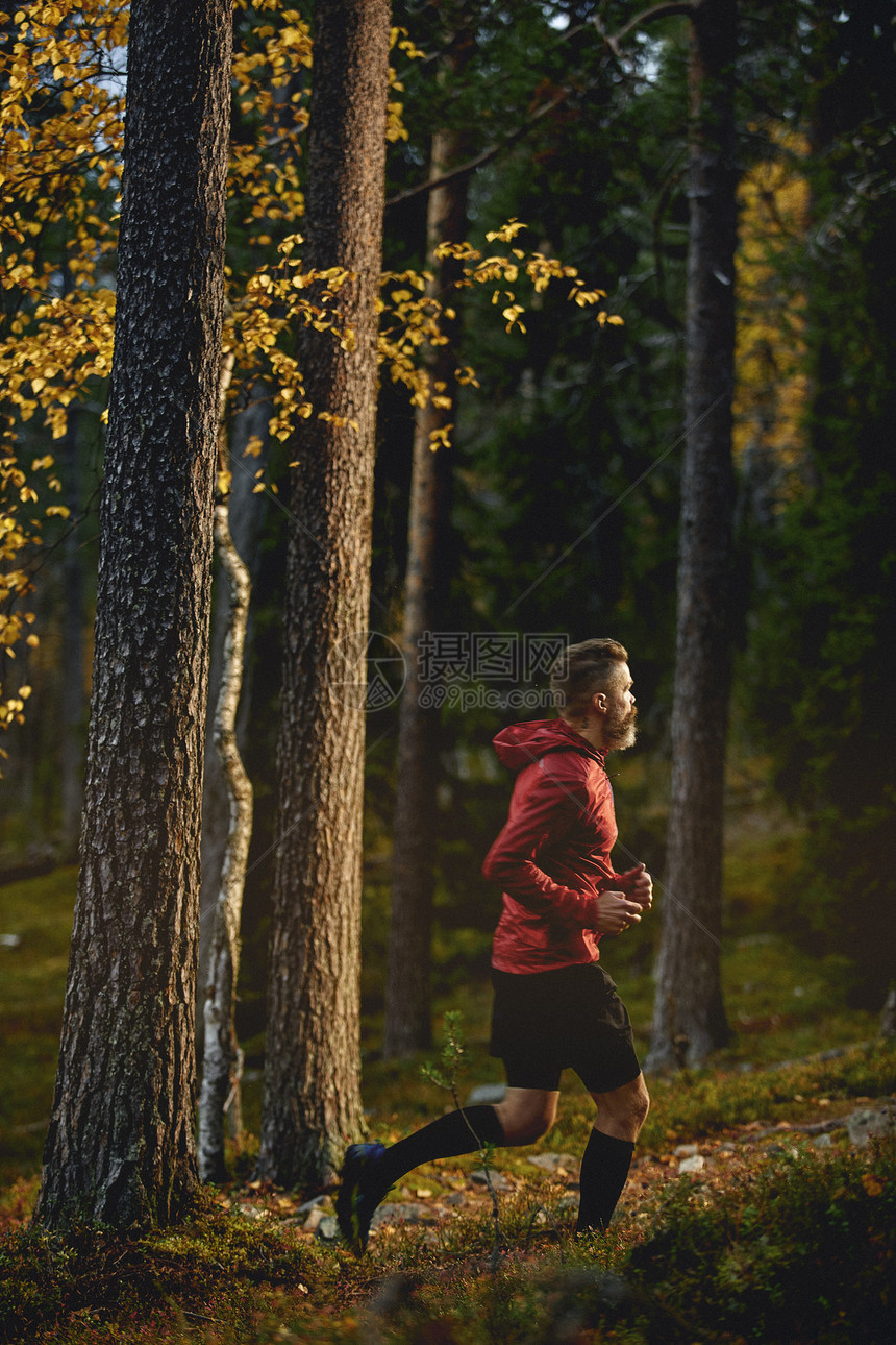 芬兰拉普兰森林中跑步的人图片