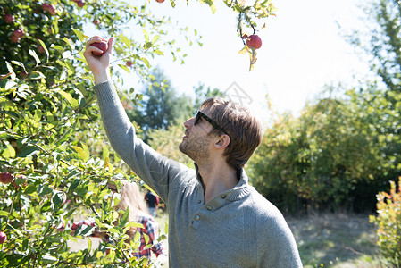 在有机农场果园采摘苹果的年轻人图片