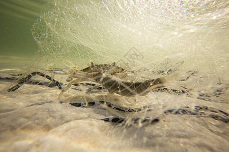 被渔网捕捉的螃蟹图片
