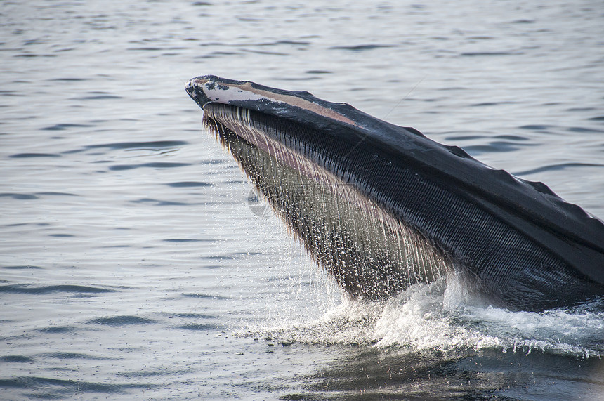 美国马萨诸塞州市水面喂养的座头鲸图片