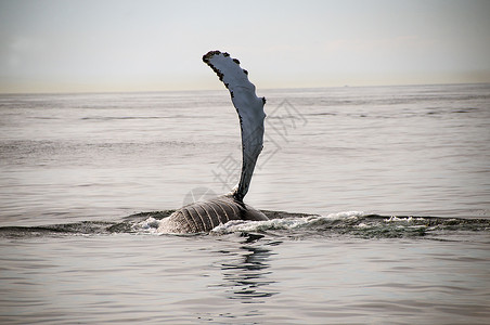 美国马萨诸塞州城水面上的回背鲸翻船图片