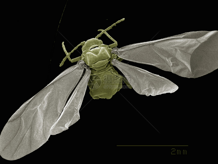 翼虫多尔萨视角海米特拉图片