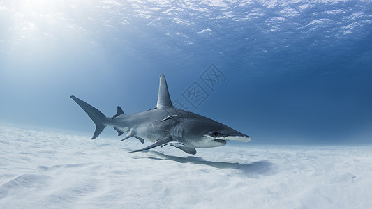 大锤头鲨鱼水下风景高清图片