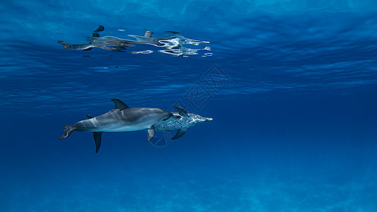 大西洋斑海豚水下风景图片