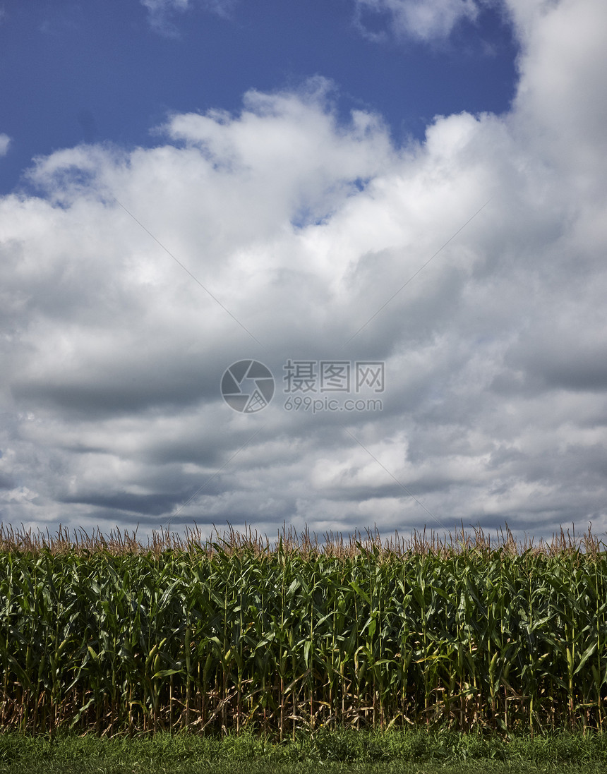 夏季小麦田边缘青蓝天空多云图片