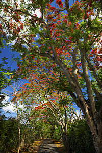 毛里求斯佩雷贝皇家树图片