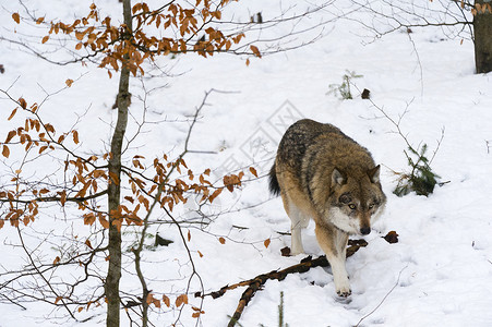 巴伐利亚森林公园的灰狼图片
