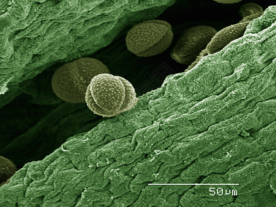 显微镜下的花粉图片