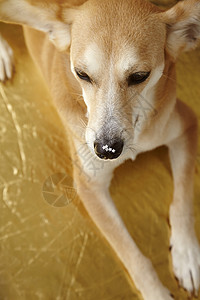 鼻子上有闪亮金星的狗图片