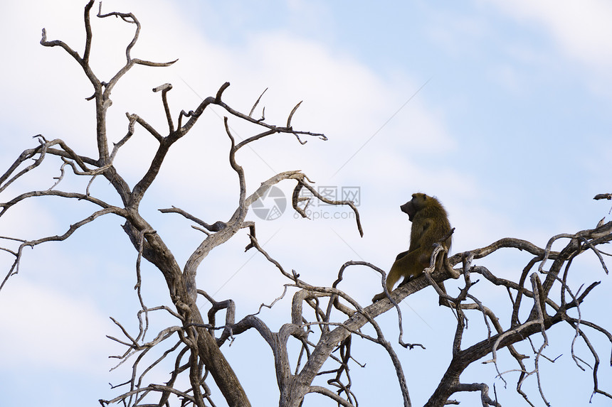 查克玛狒狒坐在博茨瓦纳乔贝公园萨武提沼泽的裸树上图片