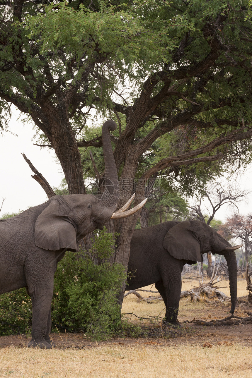 博茨瓦纳奥卡万戈三角洲Kwai特许区吃Khwai树叶的大象图片