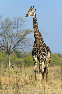 非洲大草原的长颈鹿图片